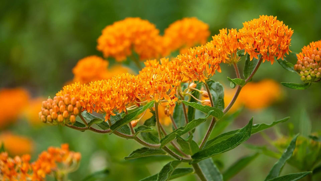 Vibrant butterfly weed orange milkweed flowers with clustered blooms and green leaves
