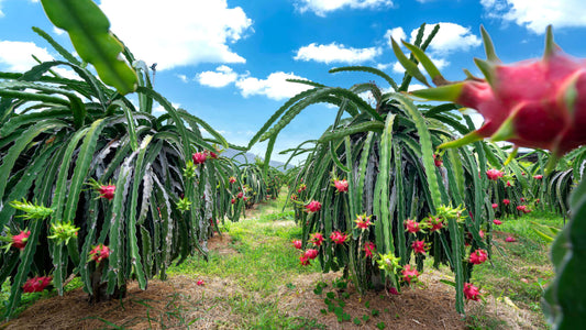 Vibrant pink dragon fruit with spiky green stem on lush cactus plant