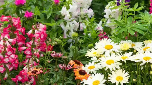 TN Nursery vibrant garden bed with pink white orange flowers for nonprofits