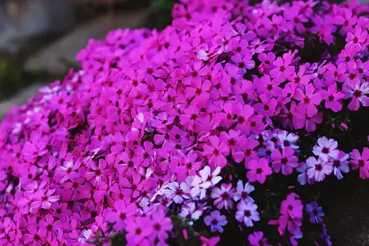 Vibrant pink and purple annual phlox flowers in dense cluster