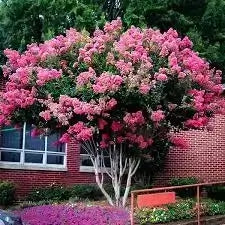 Vibrant pink flowering tree with dense blooms before red brick building