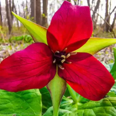 Vibrant red trillium flower with glossy petals and green leaves