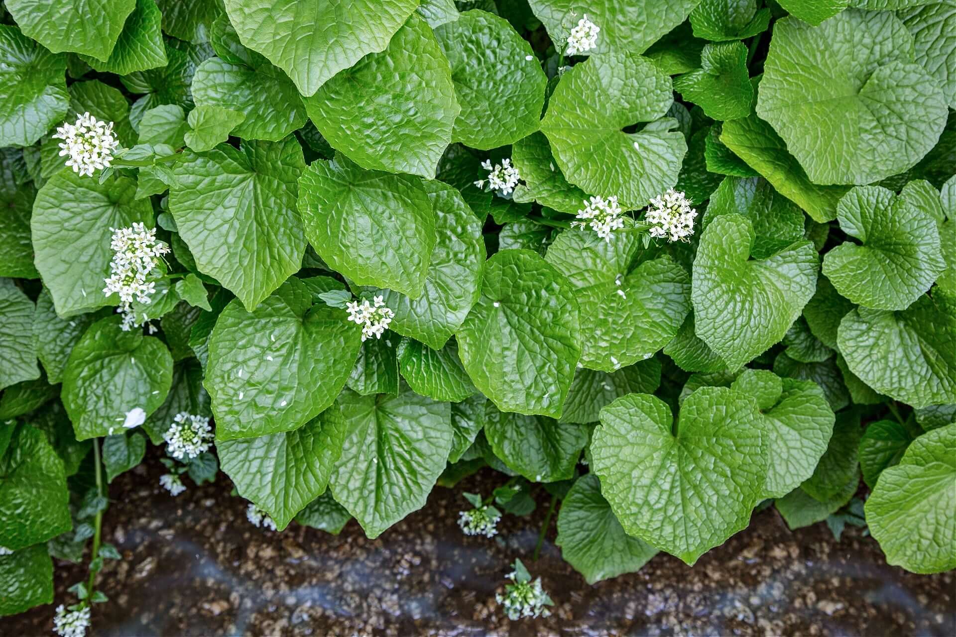 Vibrant green heart-shaped wasabi plant leaves with white flowers