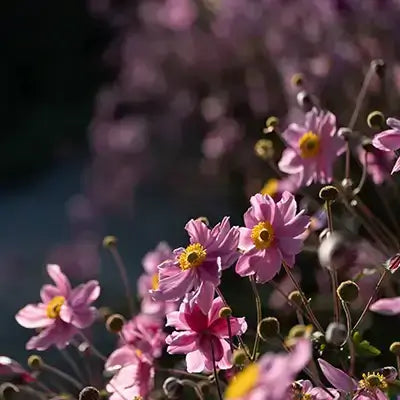 Big bold pink anemone flowers with delicate petals and yellow centers