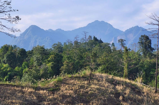 Distant rugged mountains with green forested slopes for ancient gardening inspiration