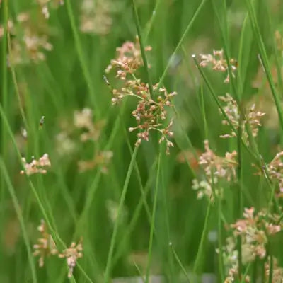Tall soft rush grass with delicate brownish flower clusters on tops