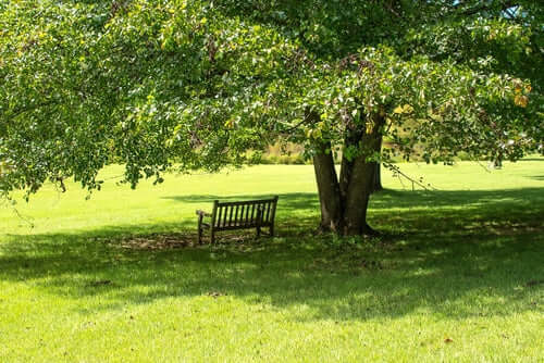 Dark slatted wooden park bench under shade tree for planting