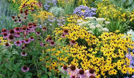 Vibrant perennial garden of purple coneflowers, black-eyed susans, lavender, white flowers