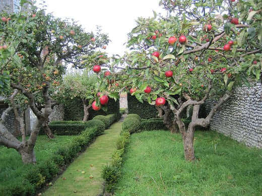 Rows of apple trees with ripe red apples in diverse orchard garden