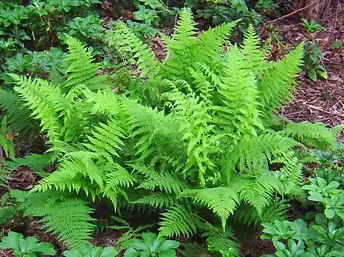 Native lush green fern with feathery fronds adapting to woodland conditions