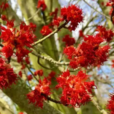 Vibrant crimson red maple blossoms on slender branches against blue sky