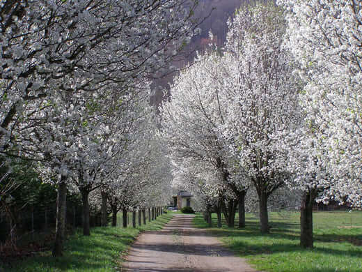 Serene pathway lined with blooming Bradford pear trees in Tennessee Nursery