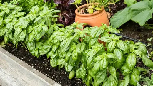 Lush green basil plants thriving in terracotta pot in garden bed