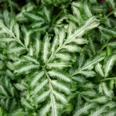 Brake fern lush green leaves with feathery fronds and white veins