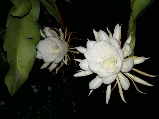 Two rare elegant white night-blooming cereus flowers in TN Nursery article