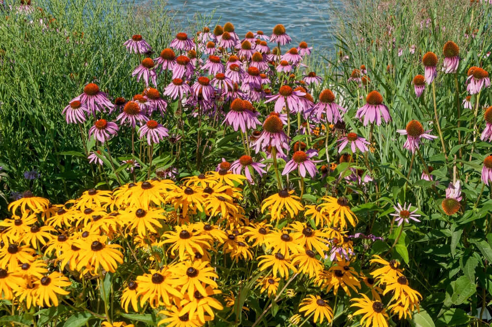 Vibrant purple coneflowers and yellow black-eyed susans in gorgeous beginner garden