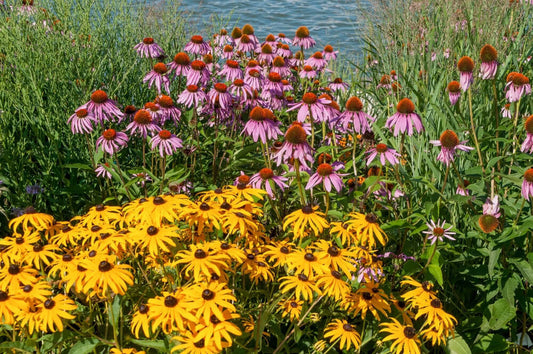 Vibrant purple coneflowers and yellow black-eyed susans in gorgeous beginner garden