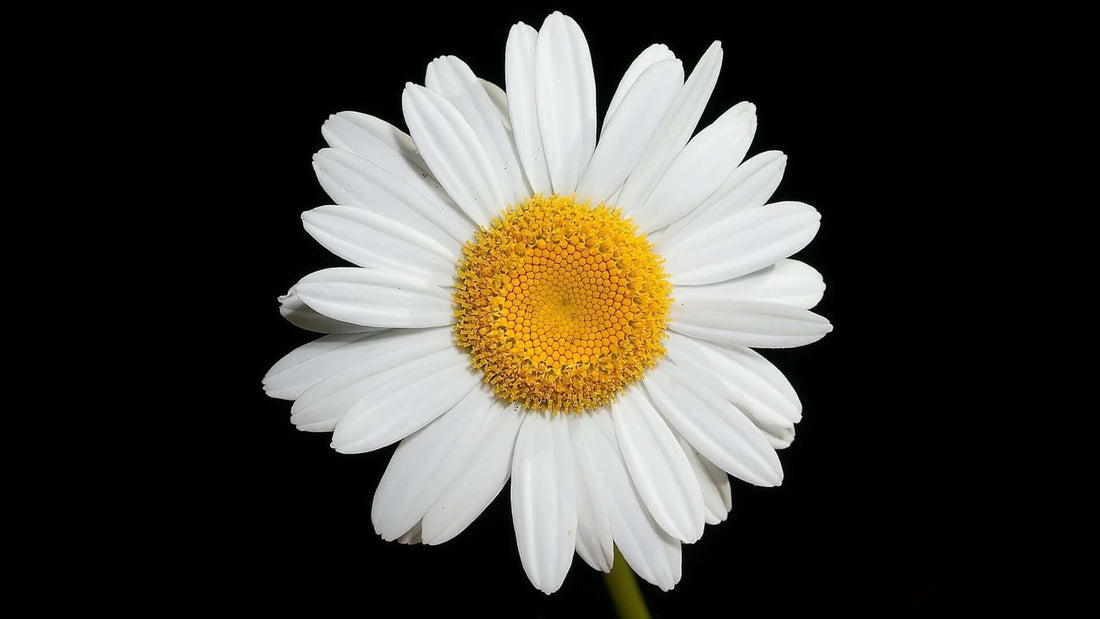 Pristine oxeye daisy with elongated white petals and yellow center