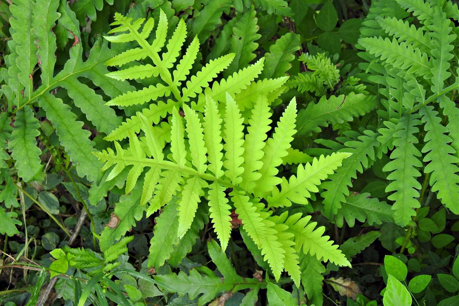 Vibrant lime-green sensitive fern frond with serrated leaflets
