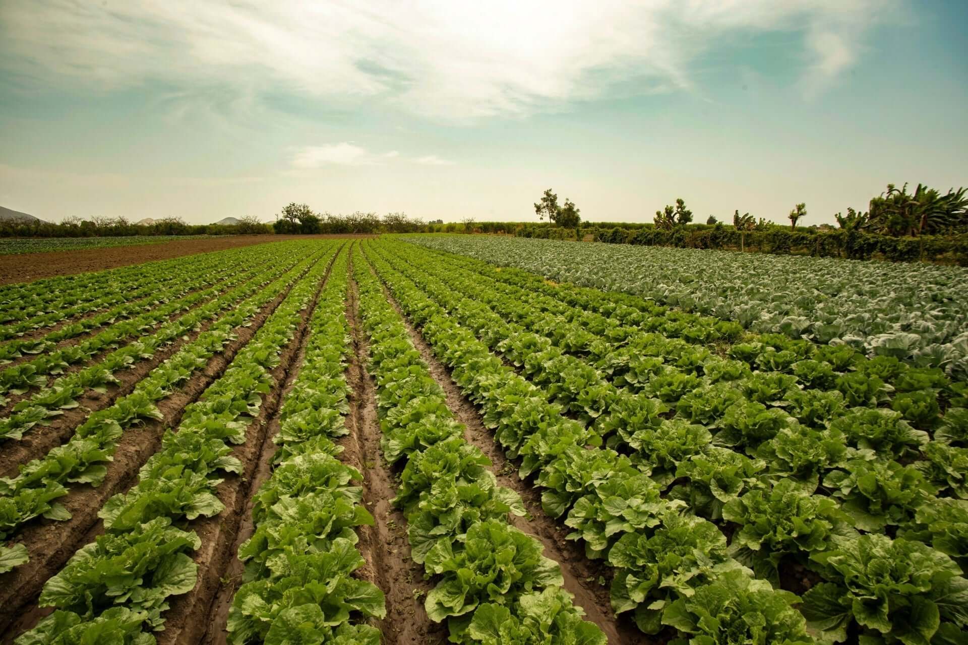 Rows of vibrant green leafy vegetables in extensive large-scale farming field
