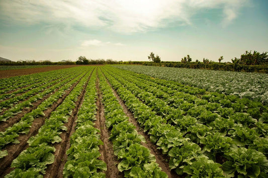 Rows of vibrant green leafy vegetables in extensive large-scale farming field