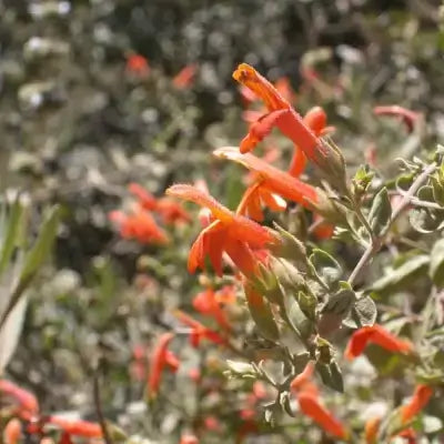 Vibrant orange tubular native flowers bloom on slender green stem