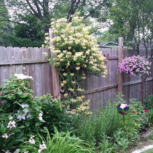Honeysuckle vine with yellow flowers cascading over wooden fence attracts butterflies