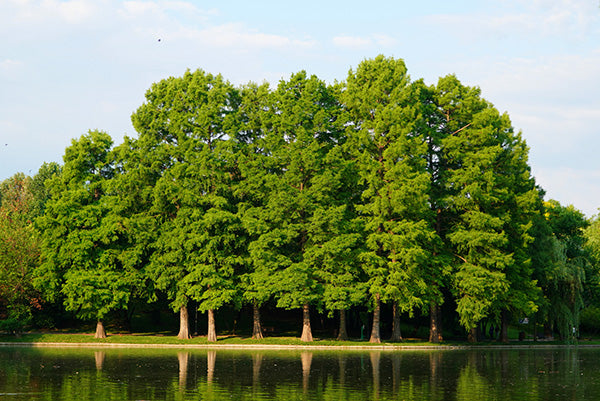 Bald Cypress can add shade to your property - TN Nursery