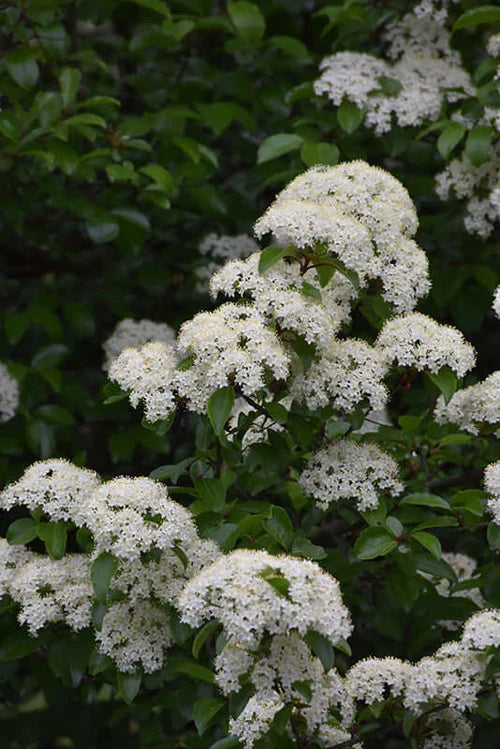 Blackhaw Viburnum Growth Rate: Year-by-Year From Bare Root