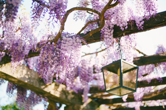 Wisteria Care and Growing