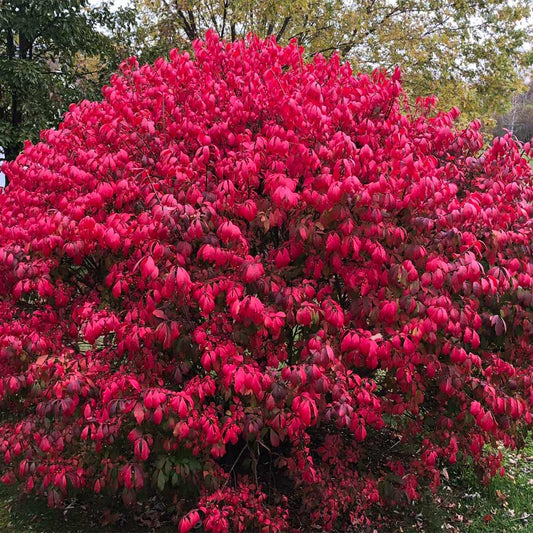 Burning bush shrub with bright red leaves in full autumn color