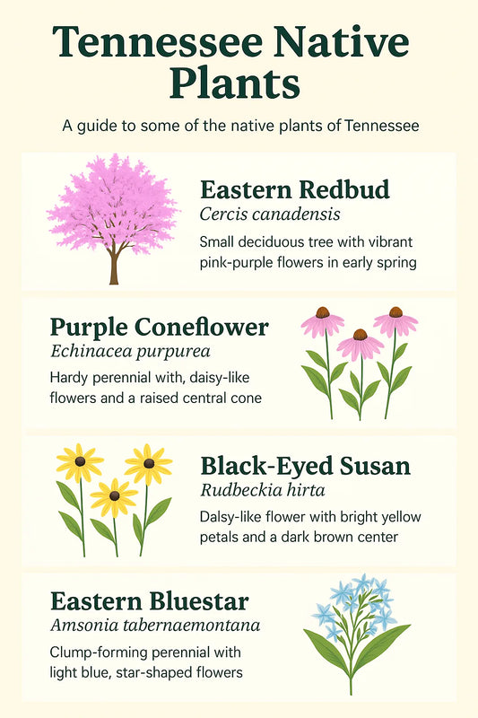 Discover Tennessee’s Native Plants Guide