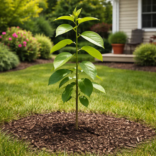 Young slender green sapling with broad leaves in TN Nursery mulch bed