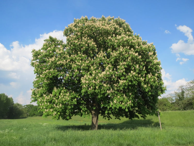 Chinese Chestnut Tree FAQ