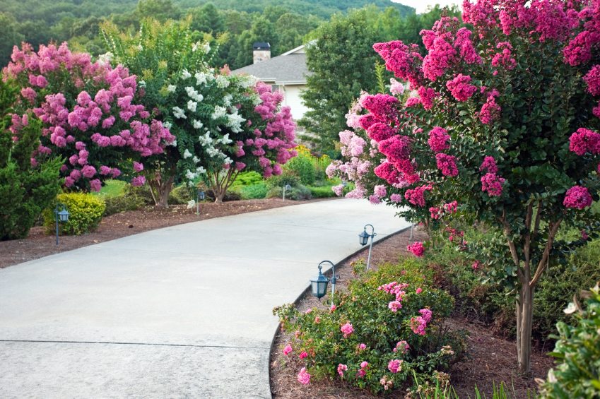 Lush pink and white crape myrtle trees border curved driveway in summer garden