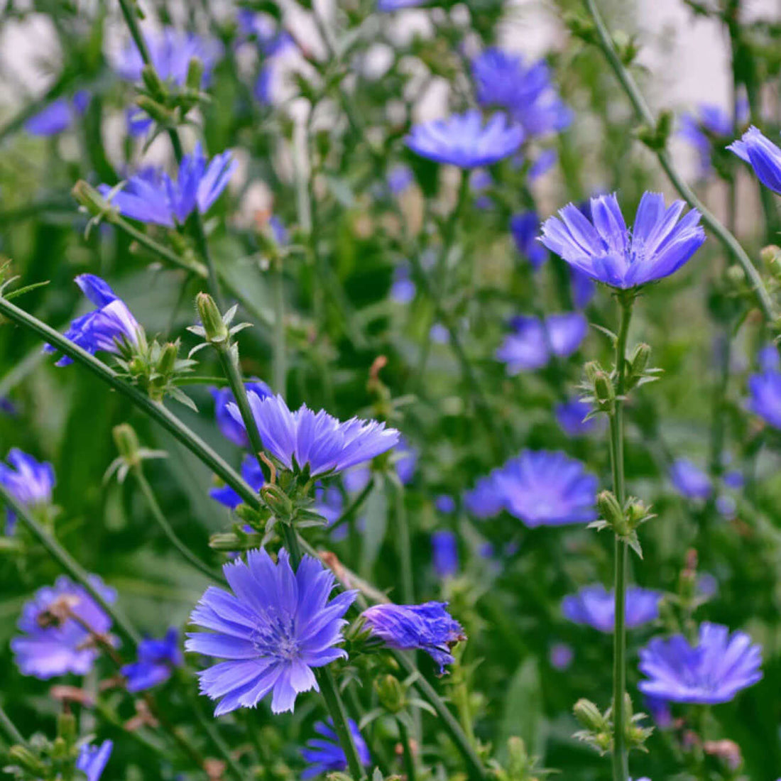 Vibrant purple chicory flowers: deer-resistant perennial for Tennessee backyards