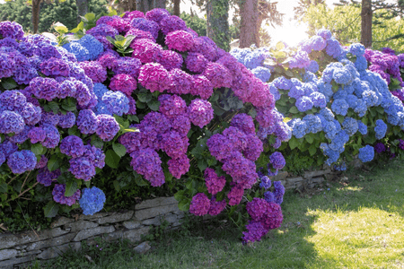 Vibrant purple blue hydrangea bush deer resistant garden plant