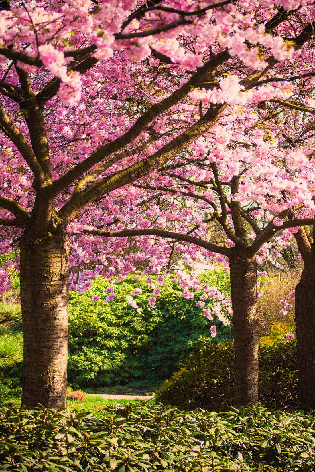 Blossoming cherry tree with pink flowers adding color to landscape