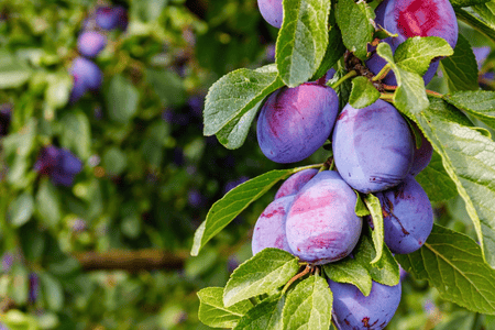 Plump glossy purple plums clustering on tree branch in Tennessee gardens