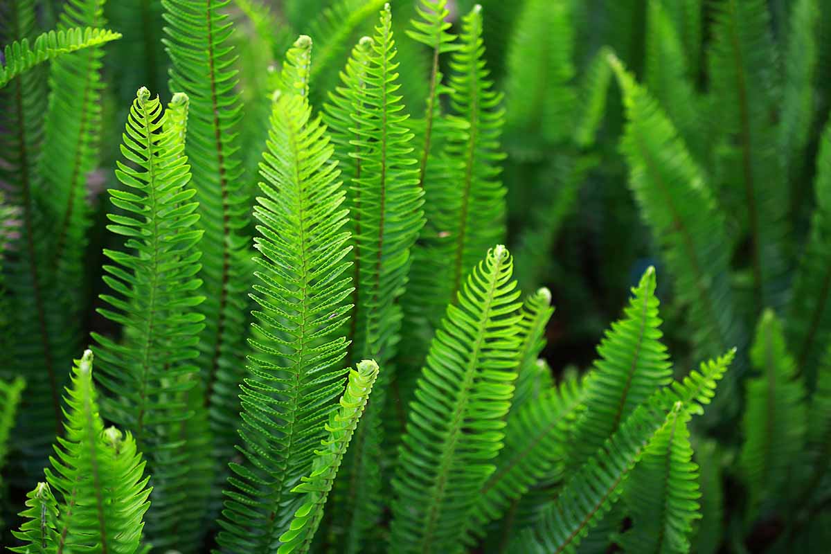 Vibrant green large fern fronds with feathery leaves and slender stems