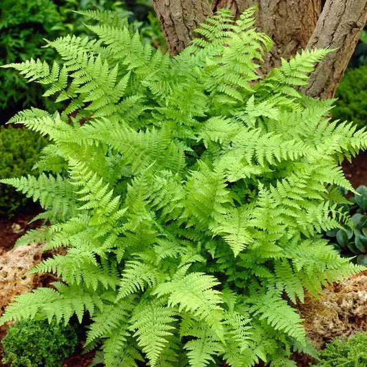 Vibrant native fern with lush green feathery fronds in woodland setting