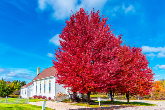 Vibrant red maple tree with fiery foliage in front of white church