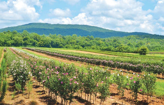 Sustainable garden rows of pink and white rose bushes under blue sky