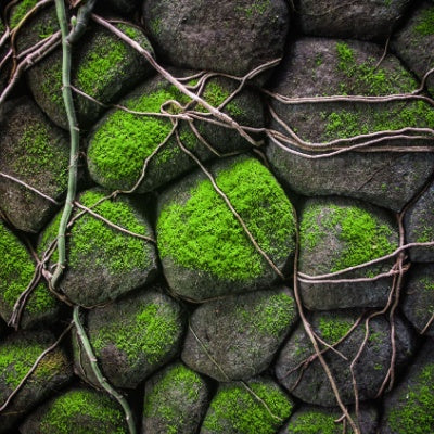 Moss-covered stone wall thriving as ground cover in Tennessee