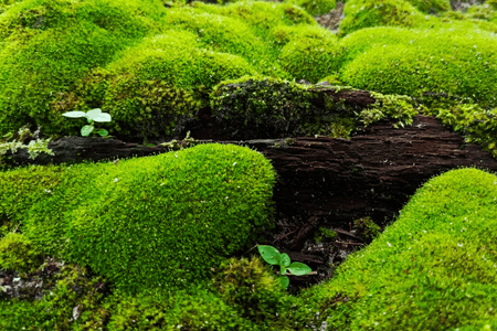 Vibrant green moss on weathered log for easy Tennessee landscaping