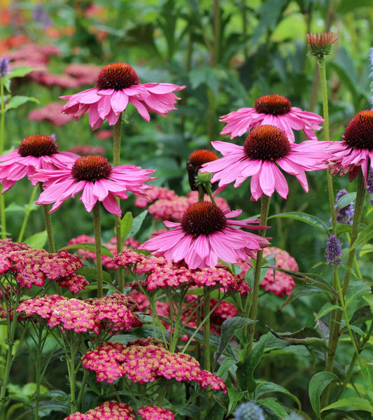 Pink coneflowers with burgundy centers and pink yarrow in lush foliage