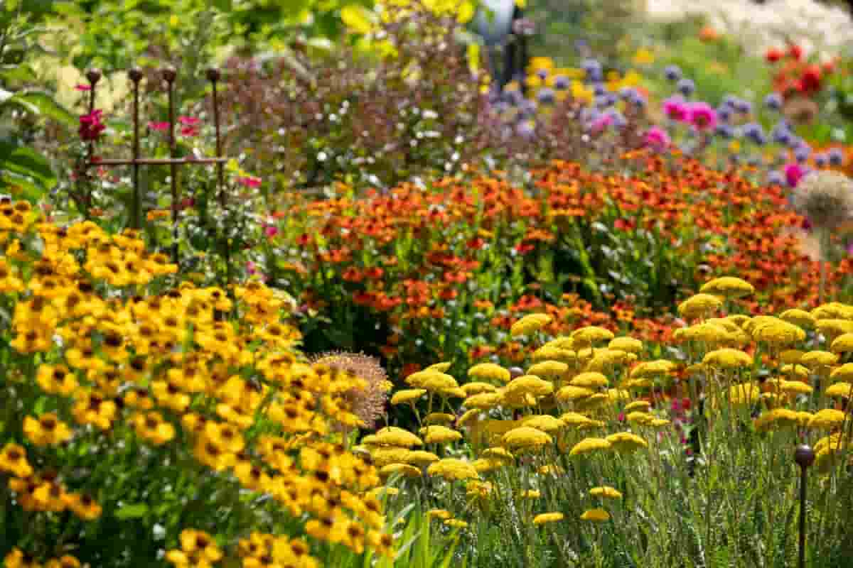 Low-Maintenance Perennials
