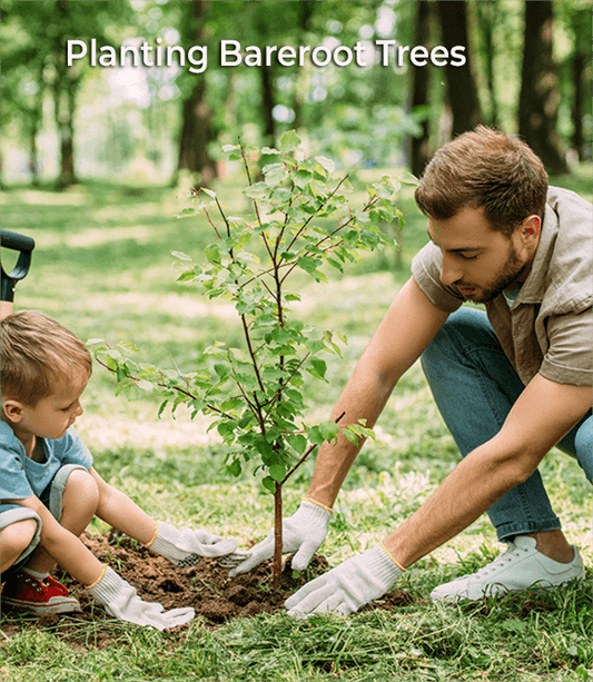 Complete Spring Tree Picks for Clay Soil Success