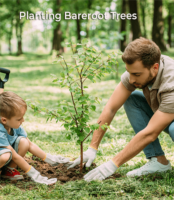 Complete Spring Tree Picks for Clay Soil Success - TN Nursery