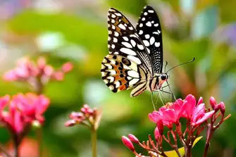 Black and white spotted butterfly on pink pollinator flowers